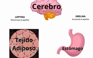 La Leptina: Descubriendo su Funcionamiento y Significado para la Salud