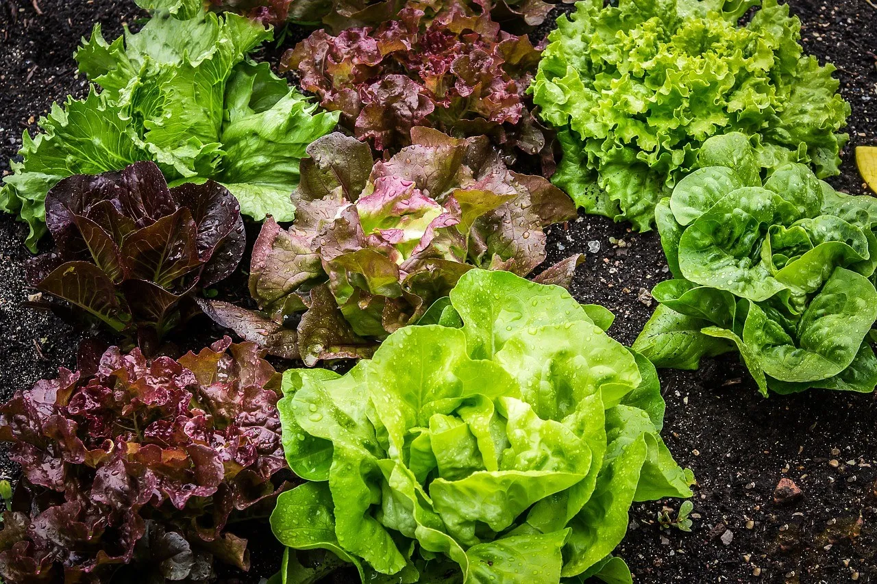 PROPIEDADES DE LA LECHUGA – BENEFICIOS