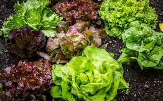 PROPIEDADES DE LA LECHUGA – BENEFICIOS