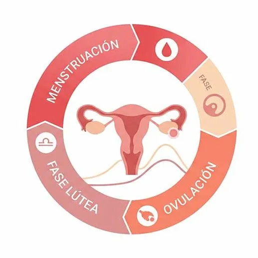 Qué es el ciclo menstrual