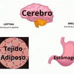 La Leptina: Descubriendo su Funcionamiento y Significado para la Salud