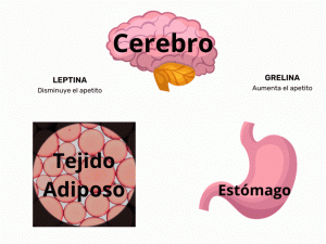 La Leptina: Descubriendo su Funcionamiento y Significado para la Salud