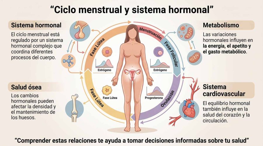 infografía-ciclo-menstrual-hormonal